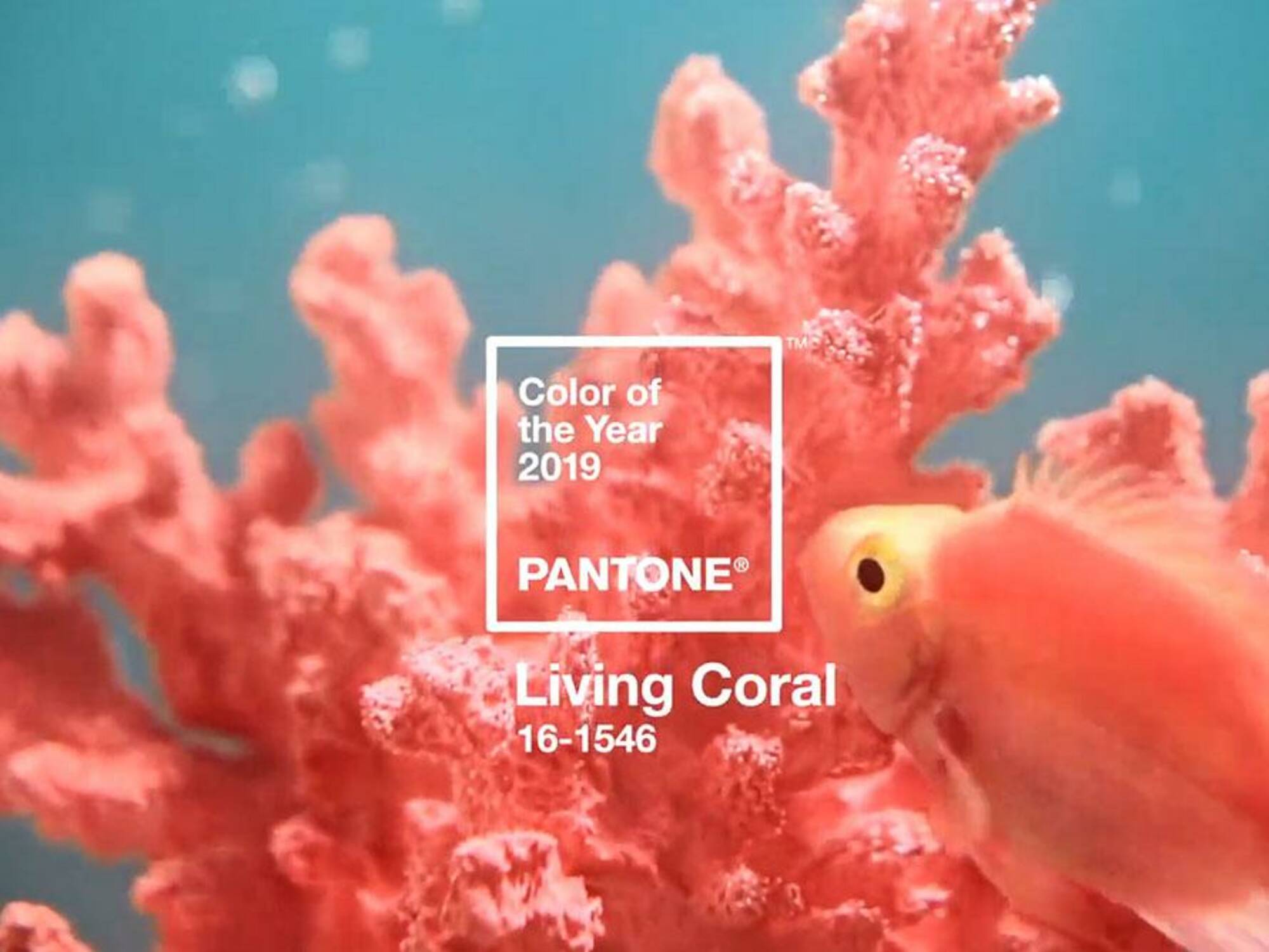 LIVING CORAL: το χρώμα του 2019